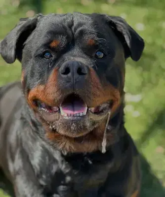 Enzo
