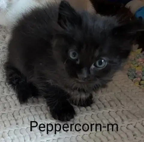 Peppercorn
