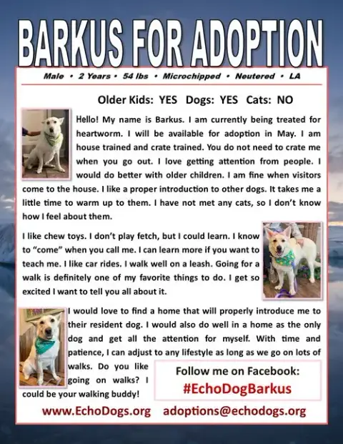 Barkus photo 2