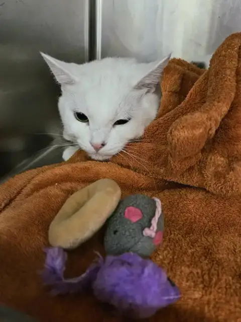Charlie