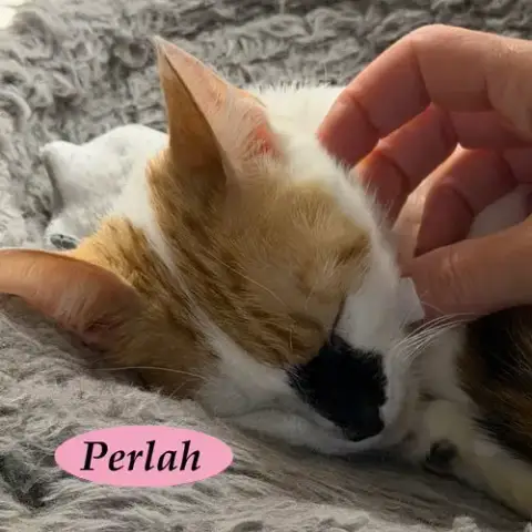 Perlah photo 4
