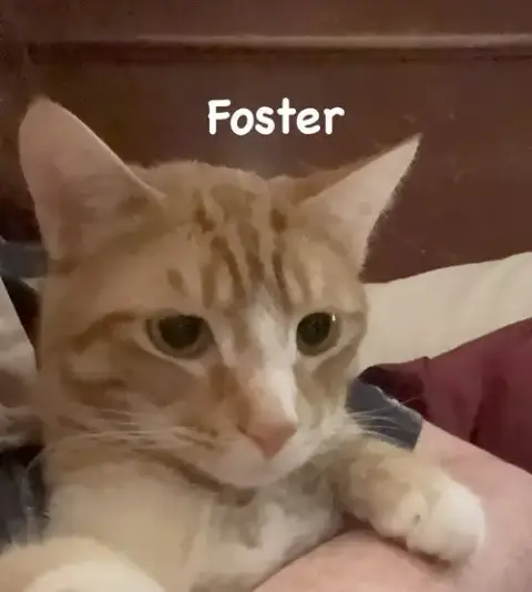 Foster