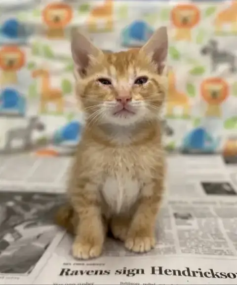 Sokka