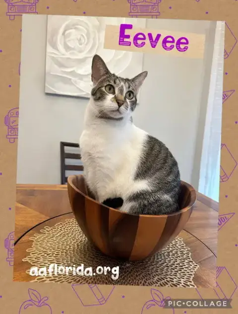 Eevee