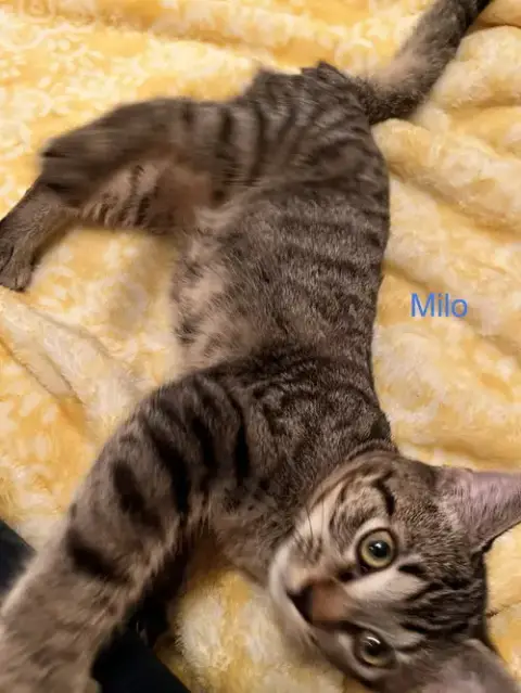 Milo