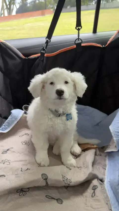 Harper