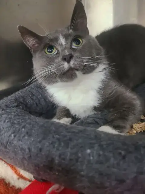 Bellatrix