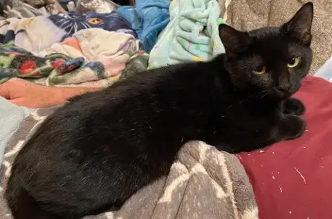 Salem W/Melba