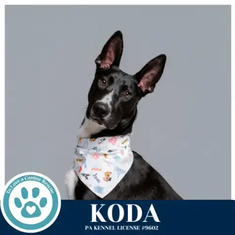 Koda 101125 photo 2