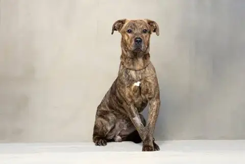 *Tiger
