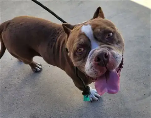 Odin