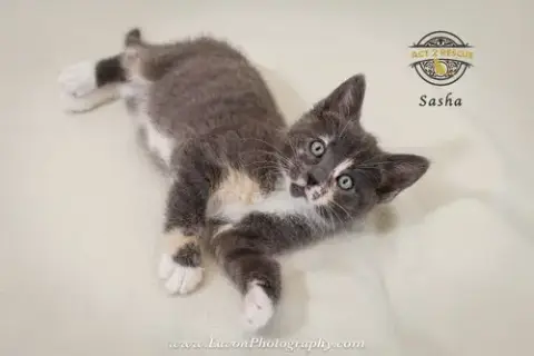 Sasha photo 4