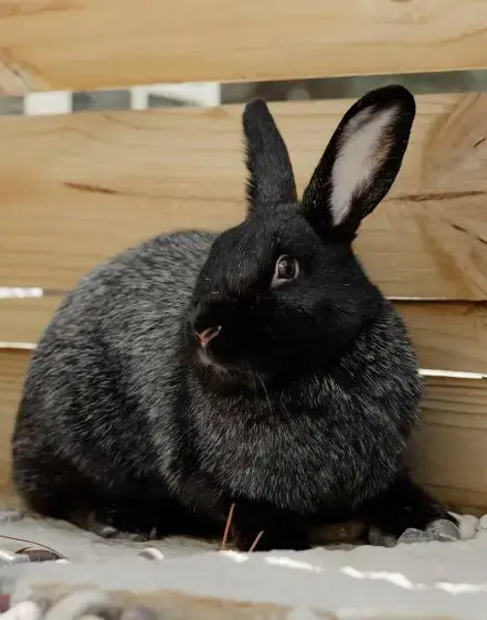 Mochi photo 4