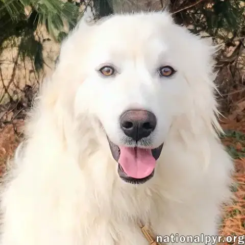 Kami In Ky