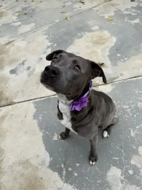 Lola photo 3