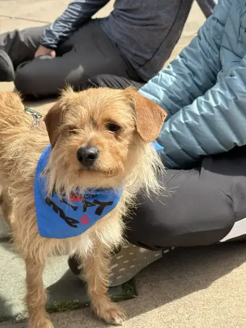 Bowie