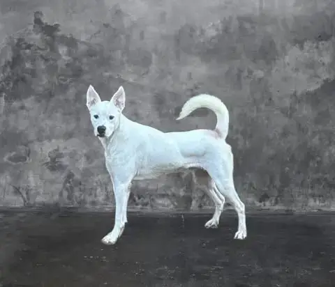 Oakley