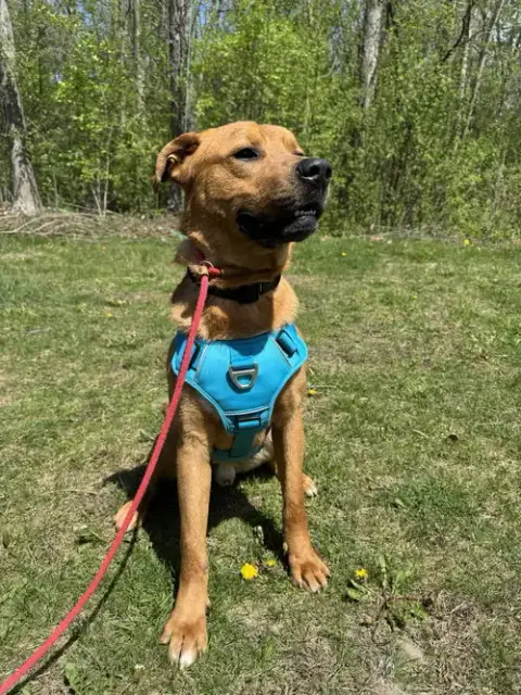 Mr. Buddy