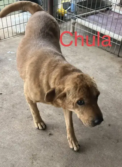 Chula photo 3