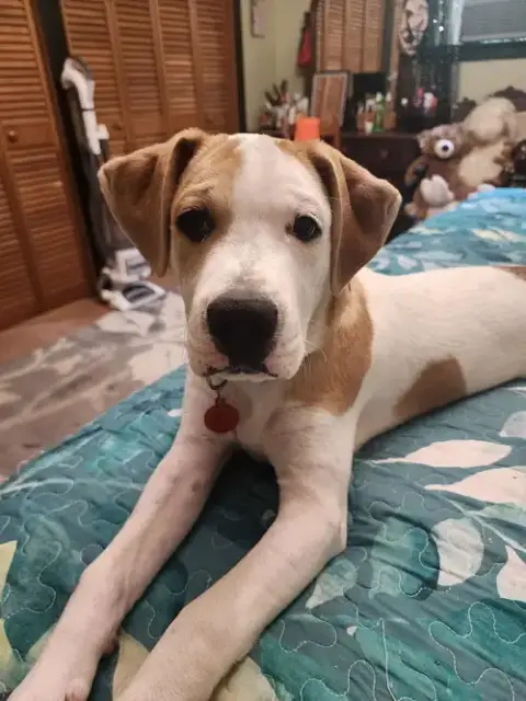 Maxwell