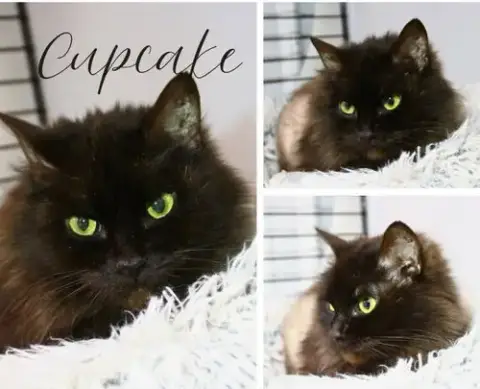 Cupcake- Bonded Pair