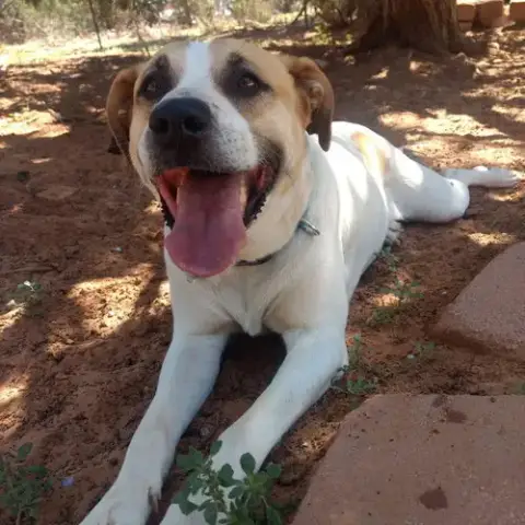Junie photo 5