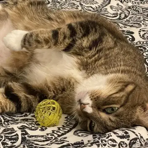 Mango Iii