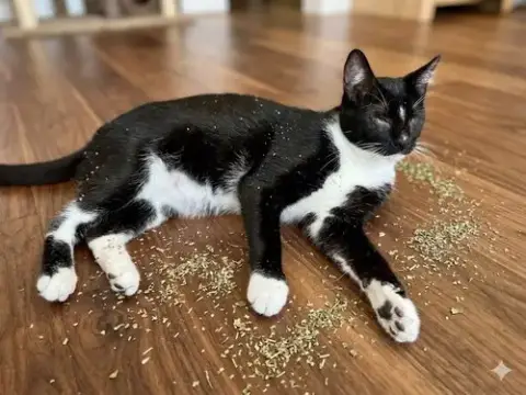 Finn