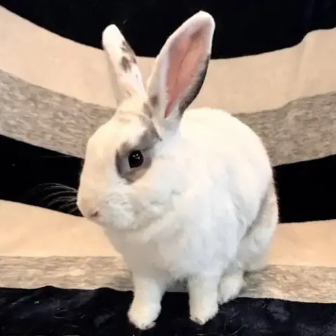 Pepper photo 2
