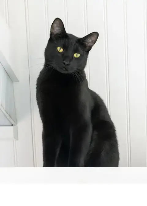 Zubi