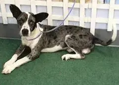 Banjo