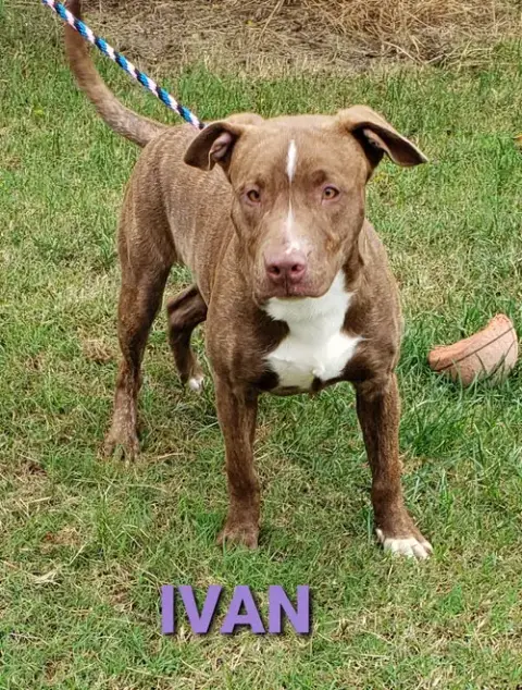 Ivan