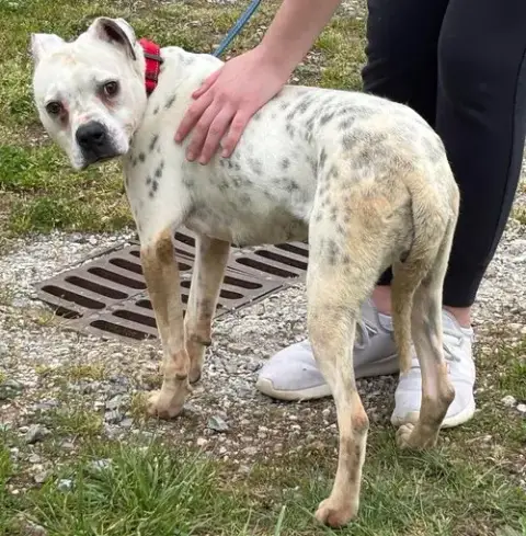 Luna: Not At Shelter photo 4