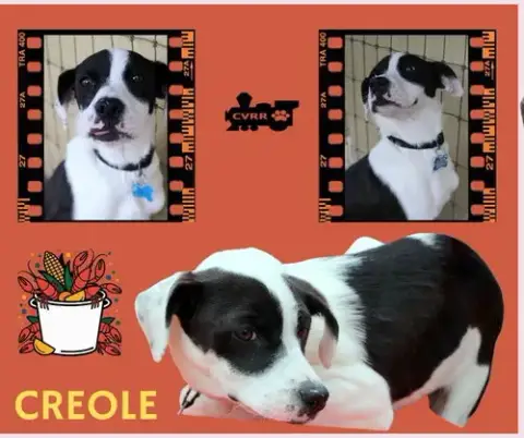 Creole