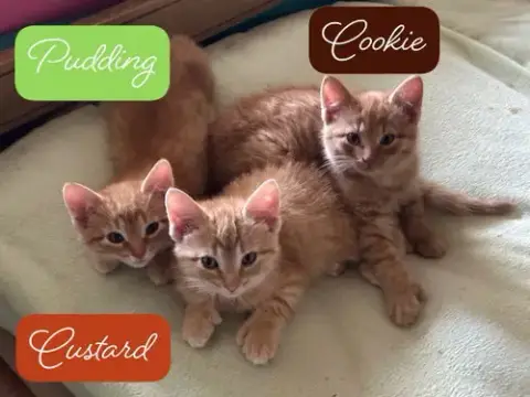 Custard photo 4