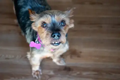 Rosie photo 2