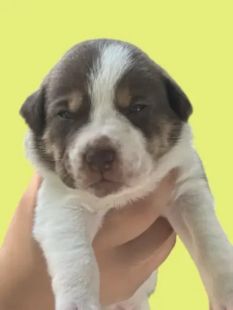 Momma Iris' Litter: Bailey