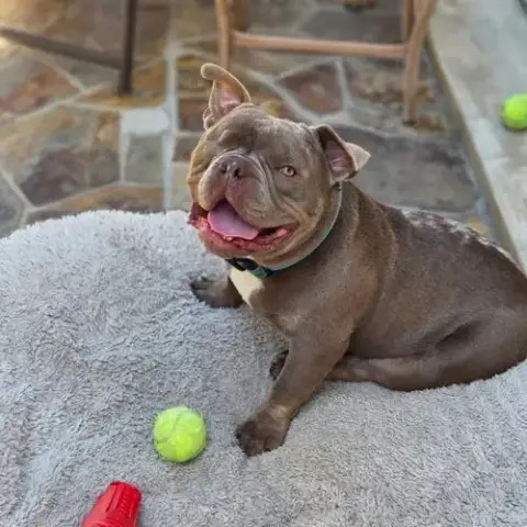 Adopter Mack