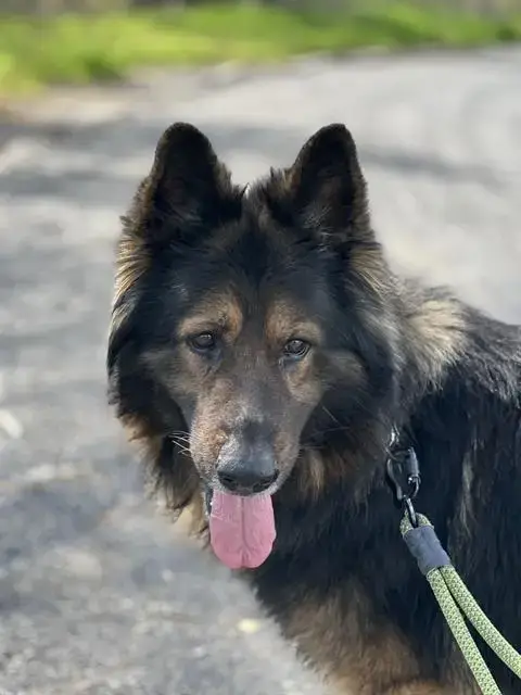 *Duke