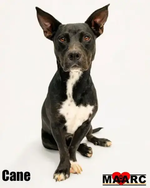 Cane photo 2