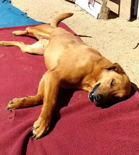 Buster