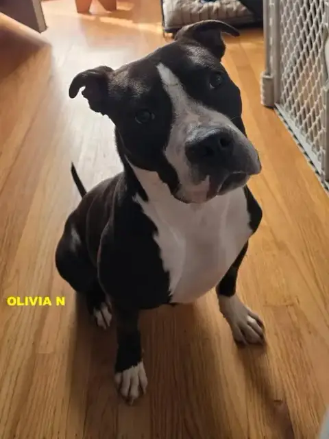 Olivia N