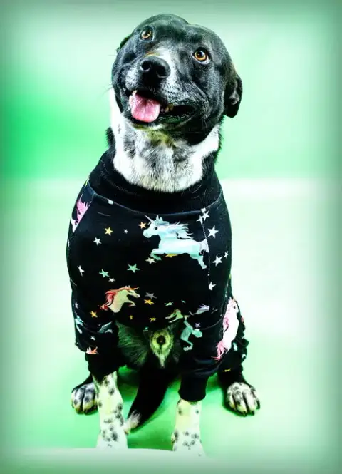 Ringo photo 2