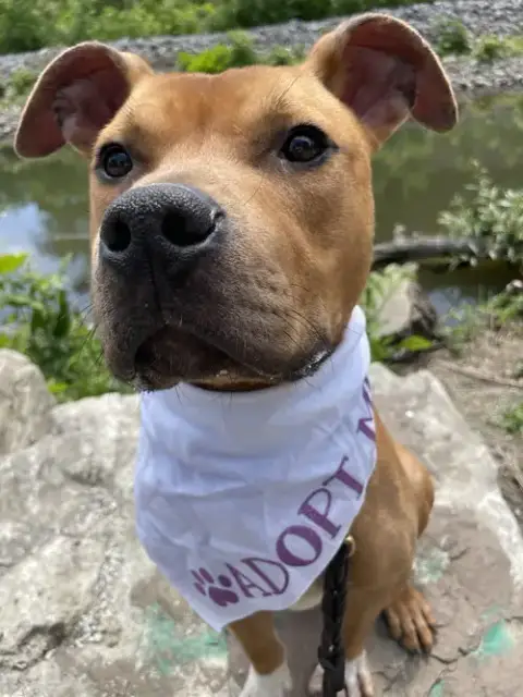Dexter