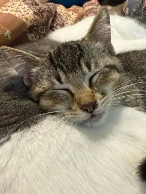 Gerri
