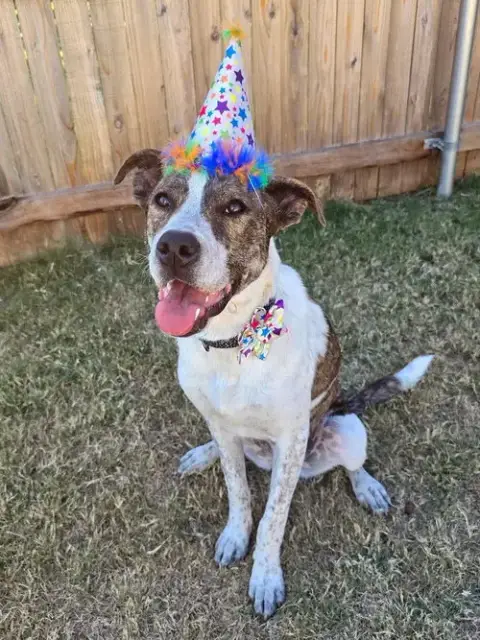 Piper Fka Alice photo 4