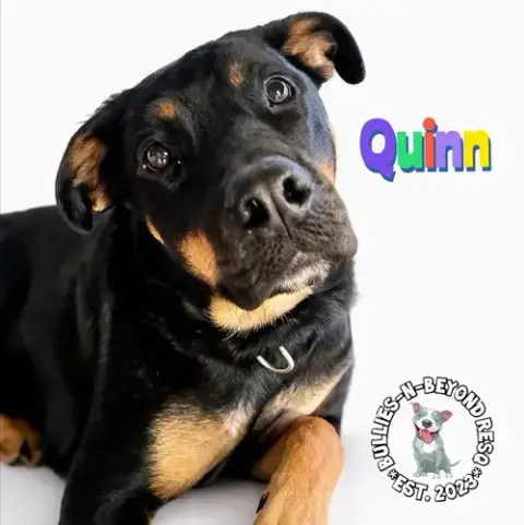 Quinn photo 3
