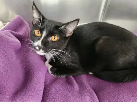Kitten Genesis photo 2