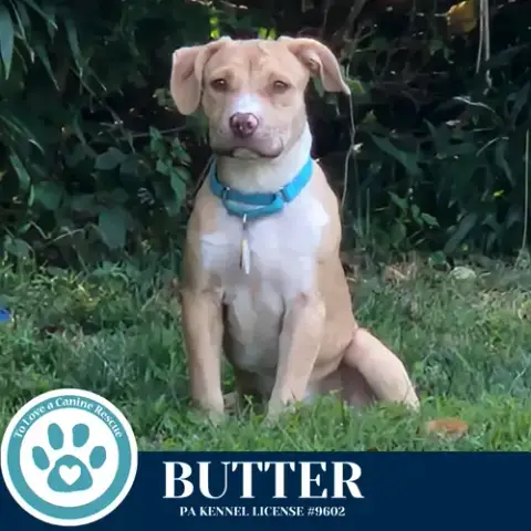 Butter photo 2