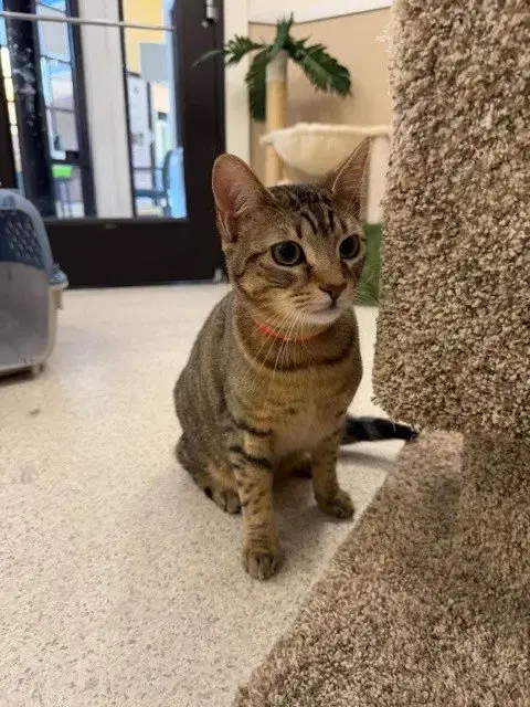Felix